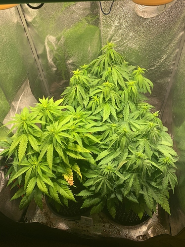 Growreport Bild 5
