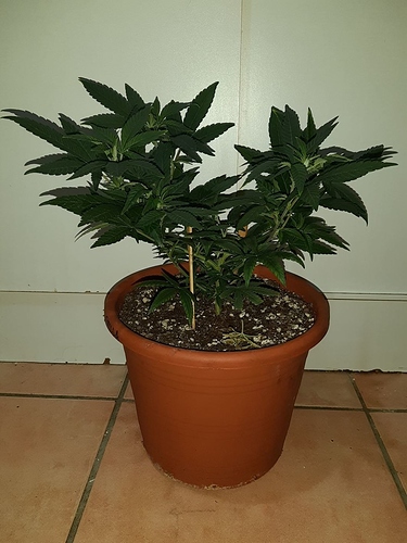 Growreport Bild 10