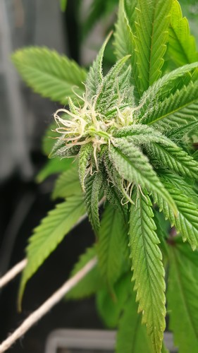 Growreport Bild 8