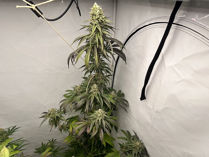 Growreport Bild 2