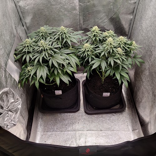 Growreport Bild 1