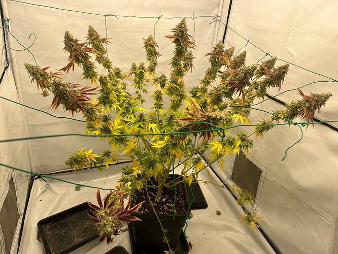Growreport Bild 1