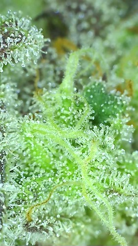 Growreport Bild 8
