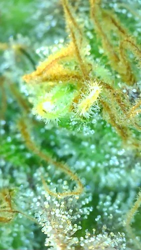Growreport Bild 11