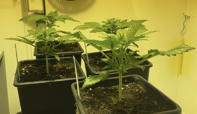 Growreport Bild 9