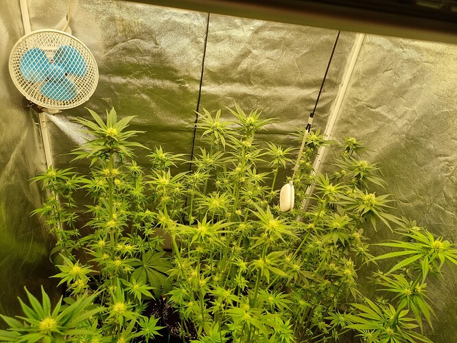 Growreport Bild 37