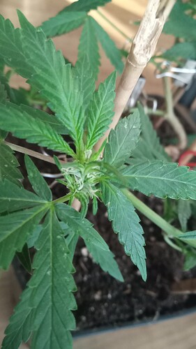 Growreport Bild 40