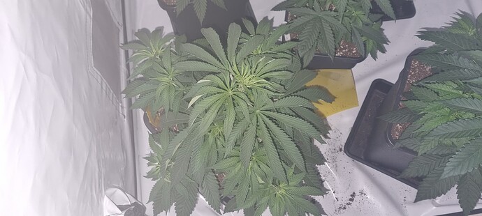 Growreport Bild 17