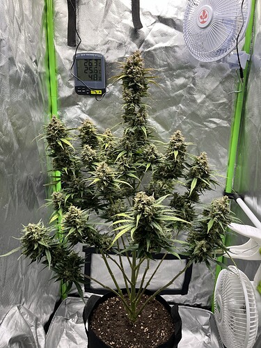 Growreport Bild 33