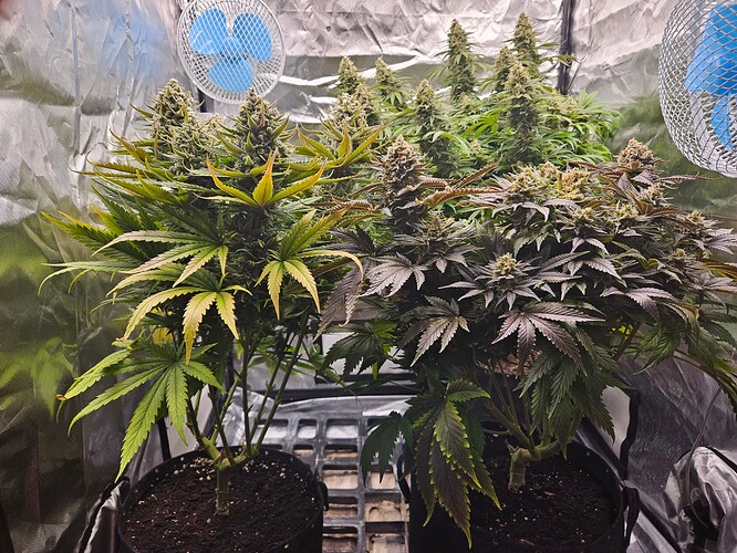 Growreport Bild 2
