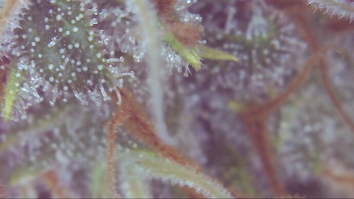 Growreport Bild 14