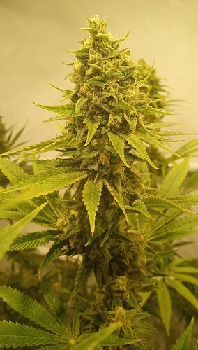 Growreport Bild 27