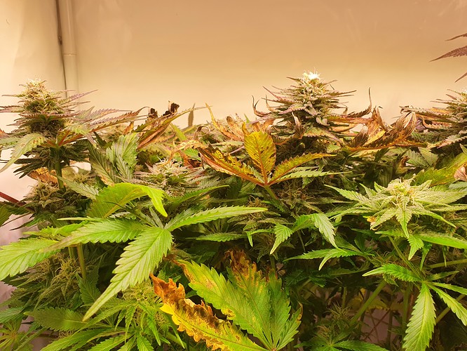 Growreport Bild 17