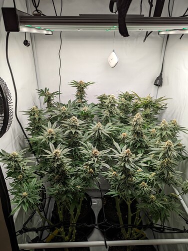 Growreport Bild 3