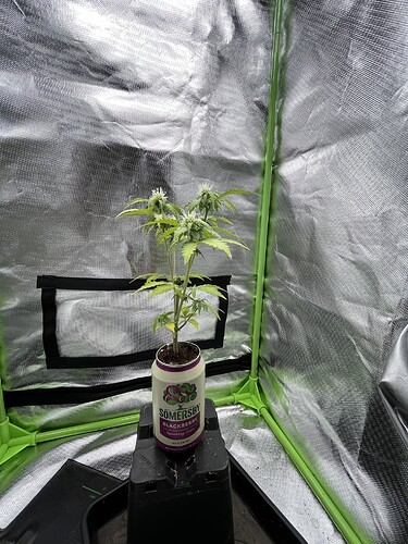 Growreport Bild 9