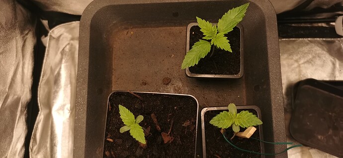 Growreport Bild 4