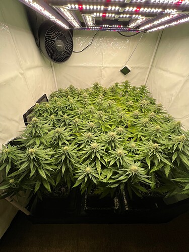 Growreport Bild 1