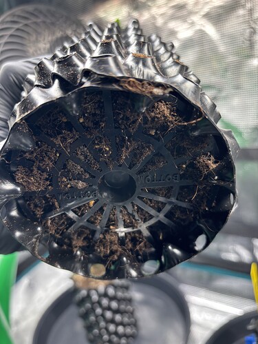 Growreport Bild 52