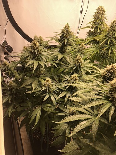 Growreport Bild 5