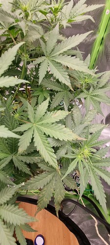 Growreport Bild 8