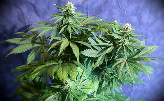 Growreport Bild 33