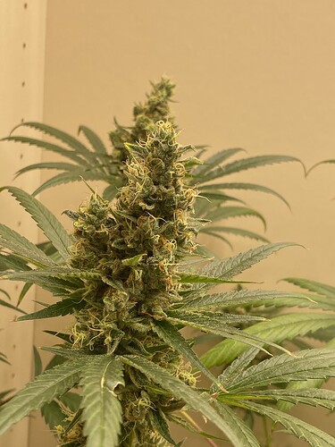 Growreport Bild 12