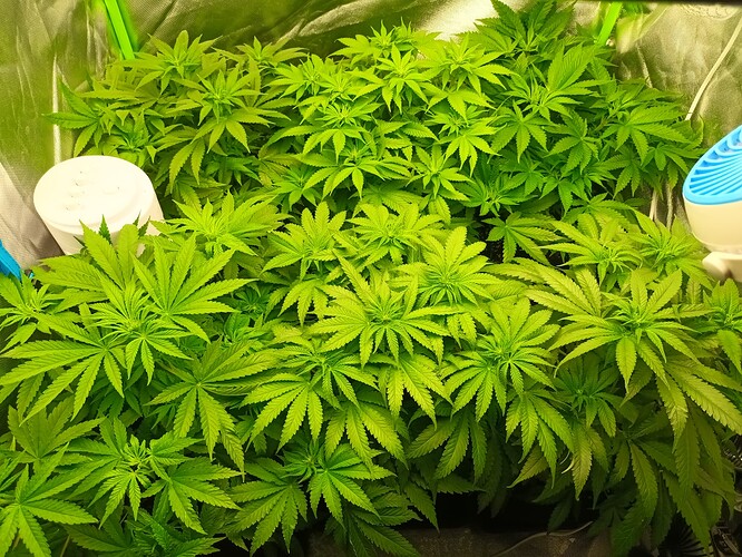 Growreport Bild 18