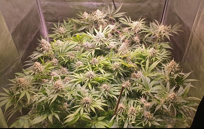 Growreport Bild 4