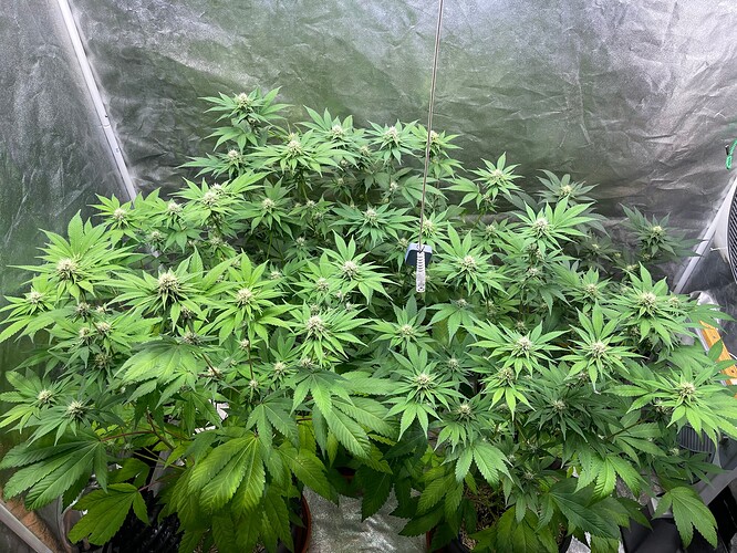 Growreport Bild 4