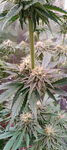 Growreport Bild 7