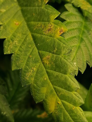 Growreport Bild 3