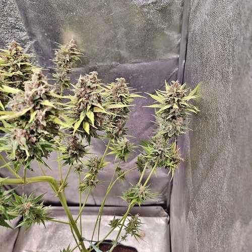 Growreport Bild 19