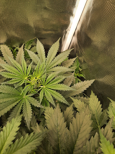 Growreport Bild 13