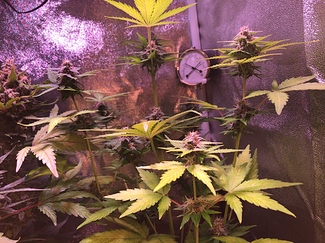 Growreport Bild 34