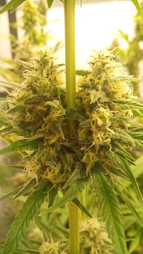 Growreport Bild 24
