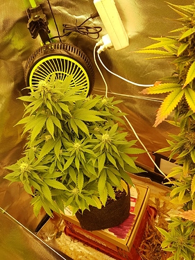 Growreport Bild 4
