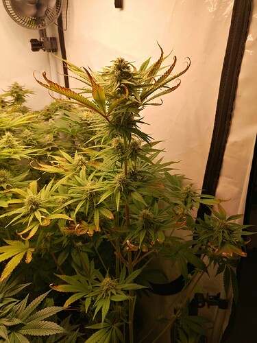 Growreport Bild 4