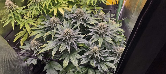 Growreport Bild 11