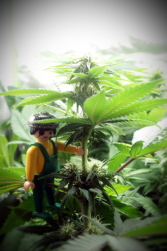 Growreport Bild 11