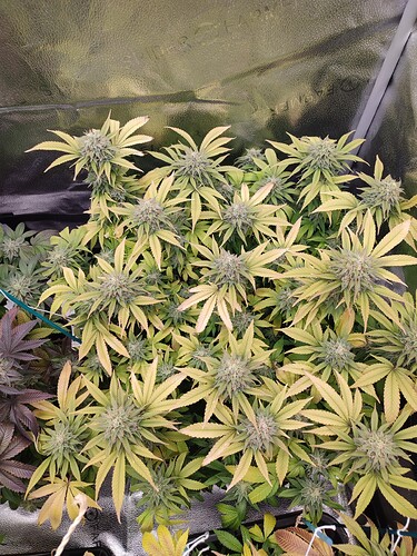 Growreport Bild 11