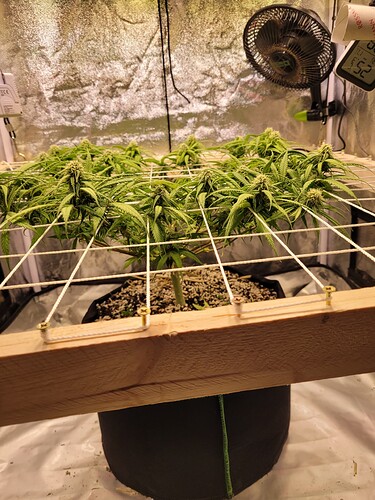 Growreport Bild 3