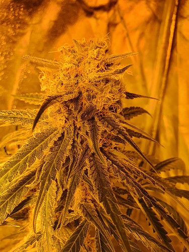Growreport Bild 17