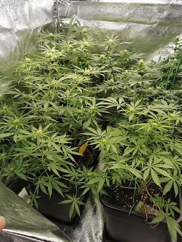 Growreport Bild 5