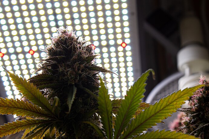 Growreport Bild 5