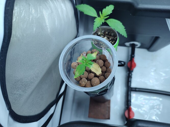 Growreport Bild 41