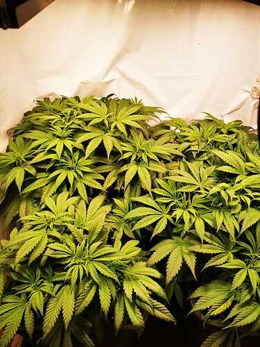 Growreport Bild 3
