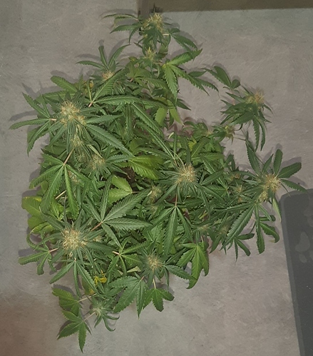 Growreport Bild 5