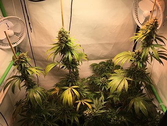 Growreport Bild 8