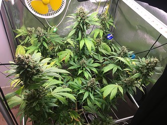 Growreport Bild 1