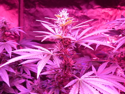 Growreport Bild 1